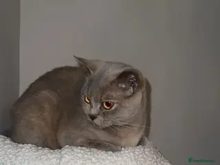 British Shorthair cats Hugs - Advert 8