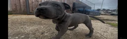 Staffordshire Bull Terrier dogs for sale: STAFFORDSHIRE BULL TERRIER BLUE BRINDLE PUPS  in Ryde - Advert 5