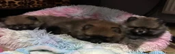 Pomeranian dogs for sale: ❤️ READY NOW! Stunning Pomeranian puppies 🐶❤️ - Advert 6