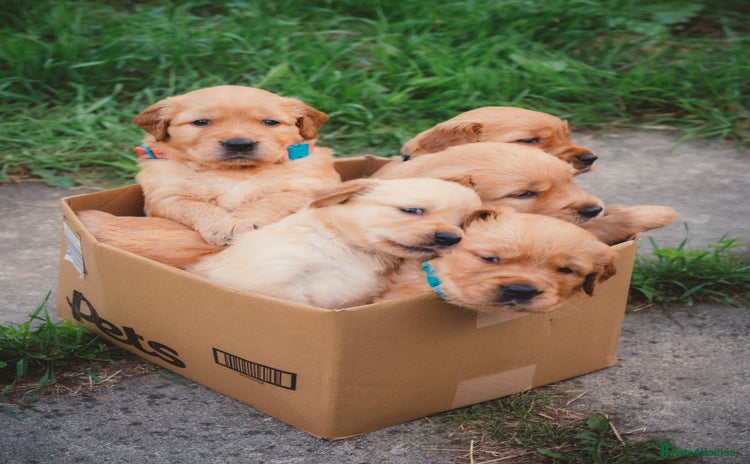 Golden Retriever dogs - Advert 10