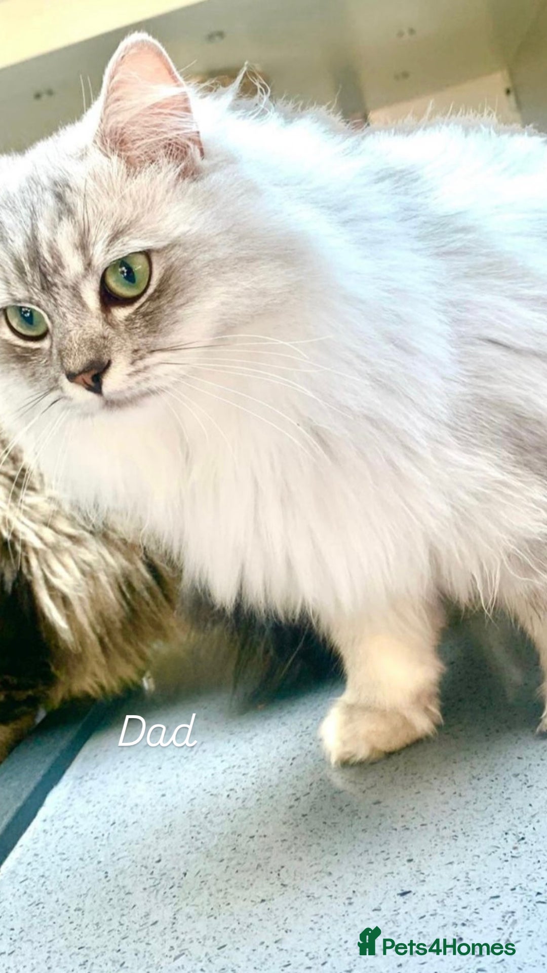 Ragdoll cats for sale: CHUNKY FLUFFY PEDIGREE RAGDOLL KITTENS - Advert 2