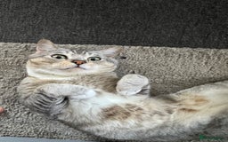 American Shorthair cats for sale: Kittens  - Image 9