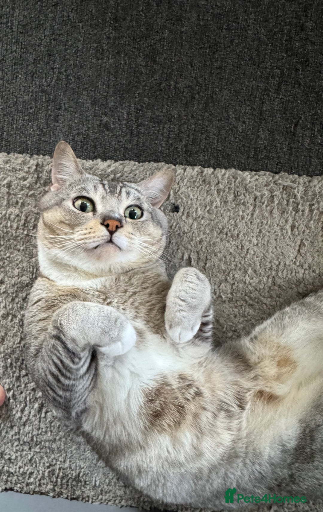 American Shorthair cats for sale: Kittens  - Image 9