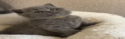 British Shorthair cats for sale: GCCF Blue BSH chunky champion lines - Advert 13