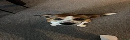 Mixed Breed dogs for sale: Rio 4yr Old Collie Cross in Pontyclun - Advert 4