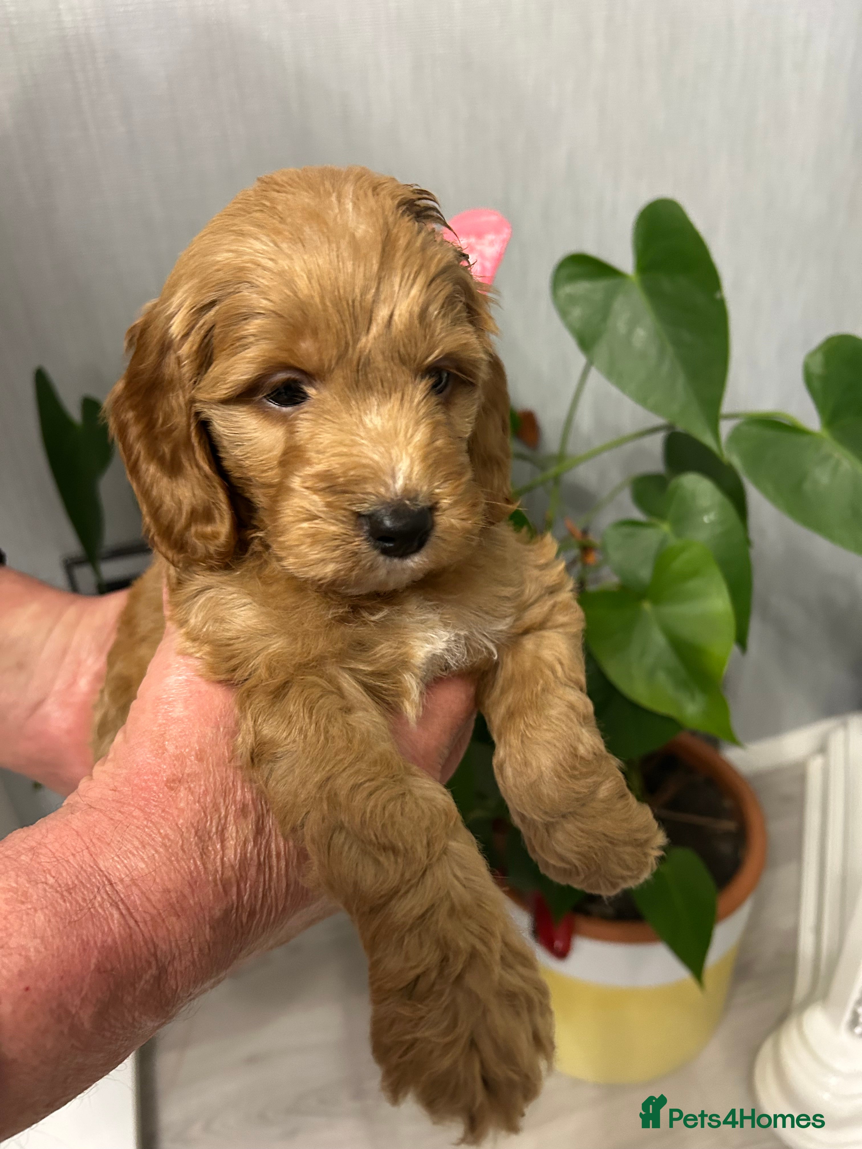 Cockapoo dogs F1 fox red and apricot DNA clear cockapoo puppies  - Advert 14