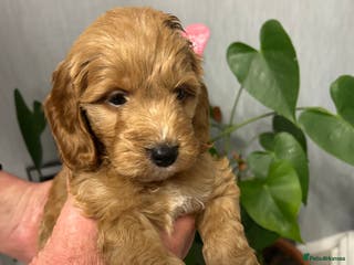 Cockapoo dogs F1 DNA clear cockapoo puppies ONLY 1 BOY LEFT - Advert 4