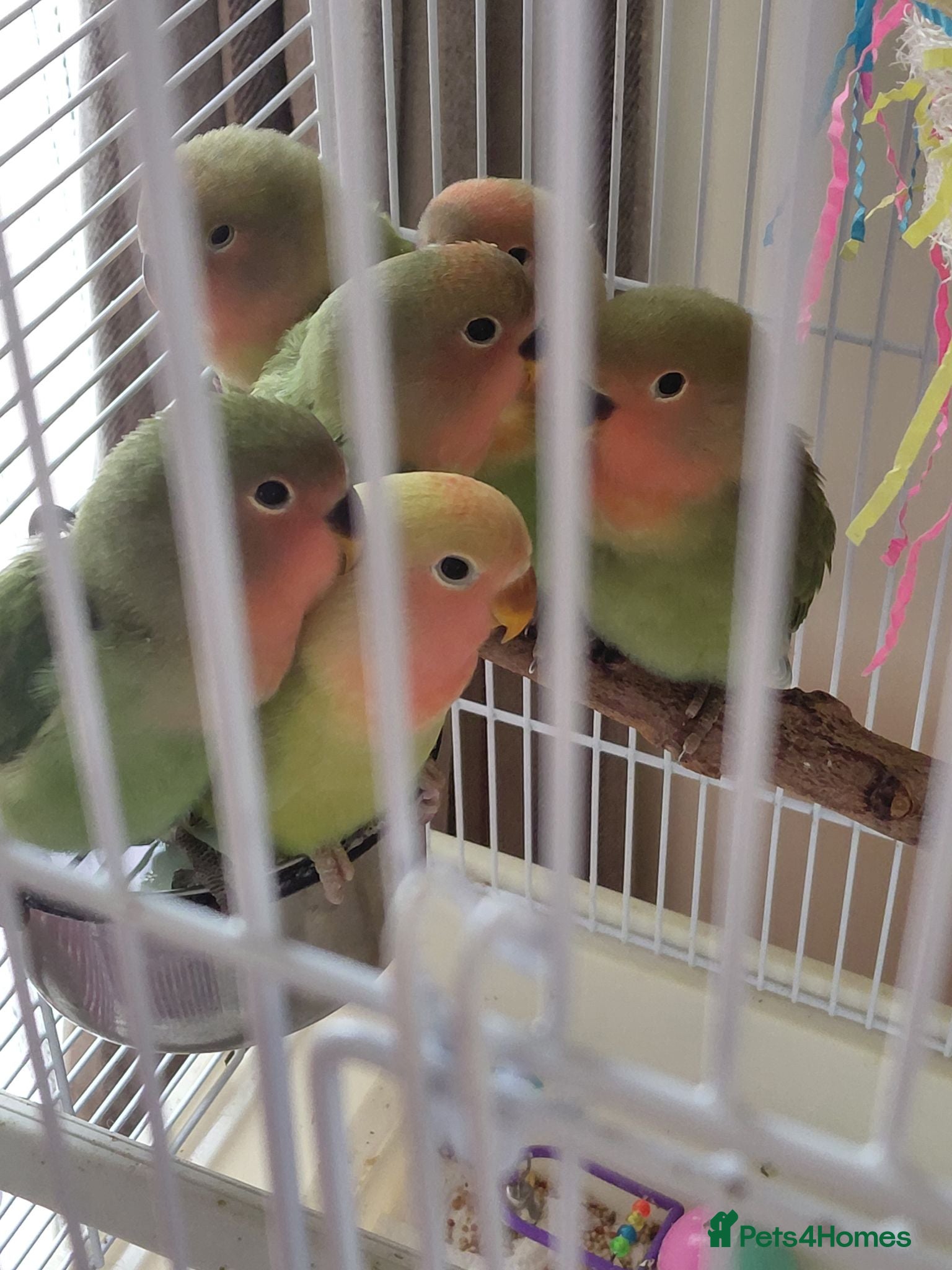 Lovebirds birds Peach faced baby lovebirds - Advert 1