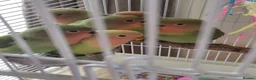 Lovebirds birds for sale: Peach faced baby lovebirds - Advert 1