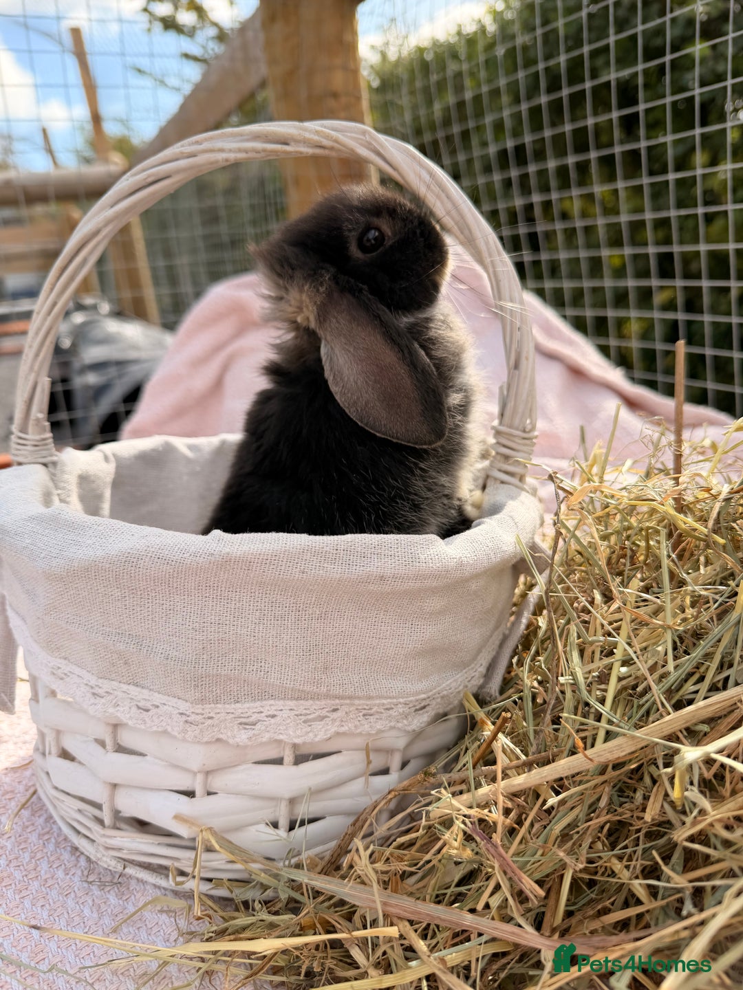 Mini Lop rabbits for sale: Pure mini lops, otters, grey, blue - Image 3