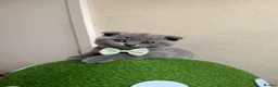 British Shorthair cats for sale: 2 straight ear boys and 4 fold girls,fluffy 🐾🐈‍⬛ - Advert 4
