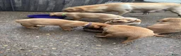 Labrador Retriever dogs for sale: Stunning KC reg Labrador pups ready to leave  - Advert 16