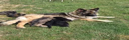 German Shepherd dogs for sale: German shepherd registered puppies  - Advert 4