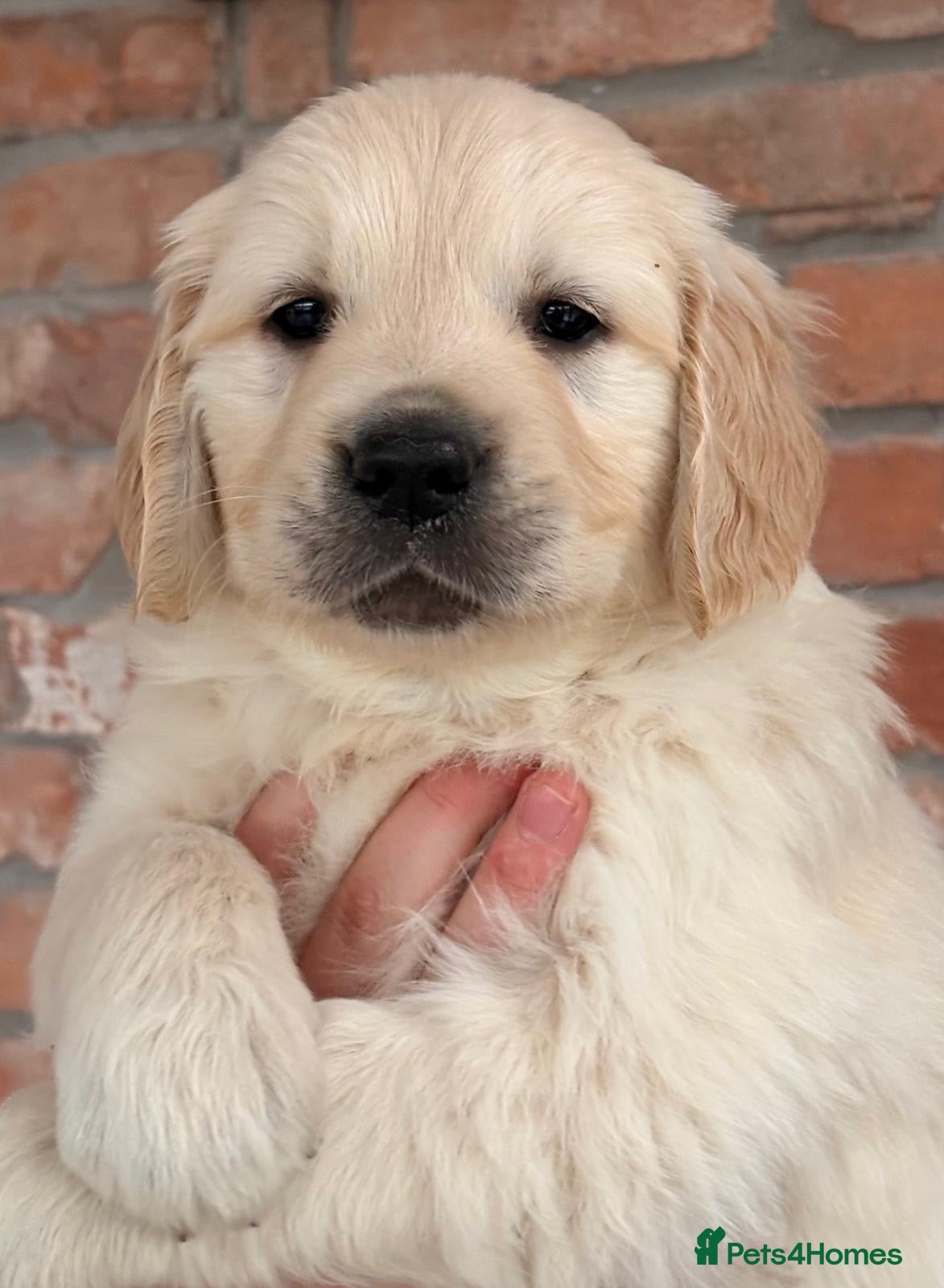 Golden Retriever dogs for sale: Kc registered Fully health tested parents  - Advert 1