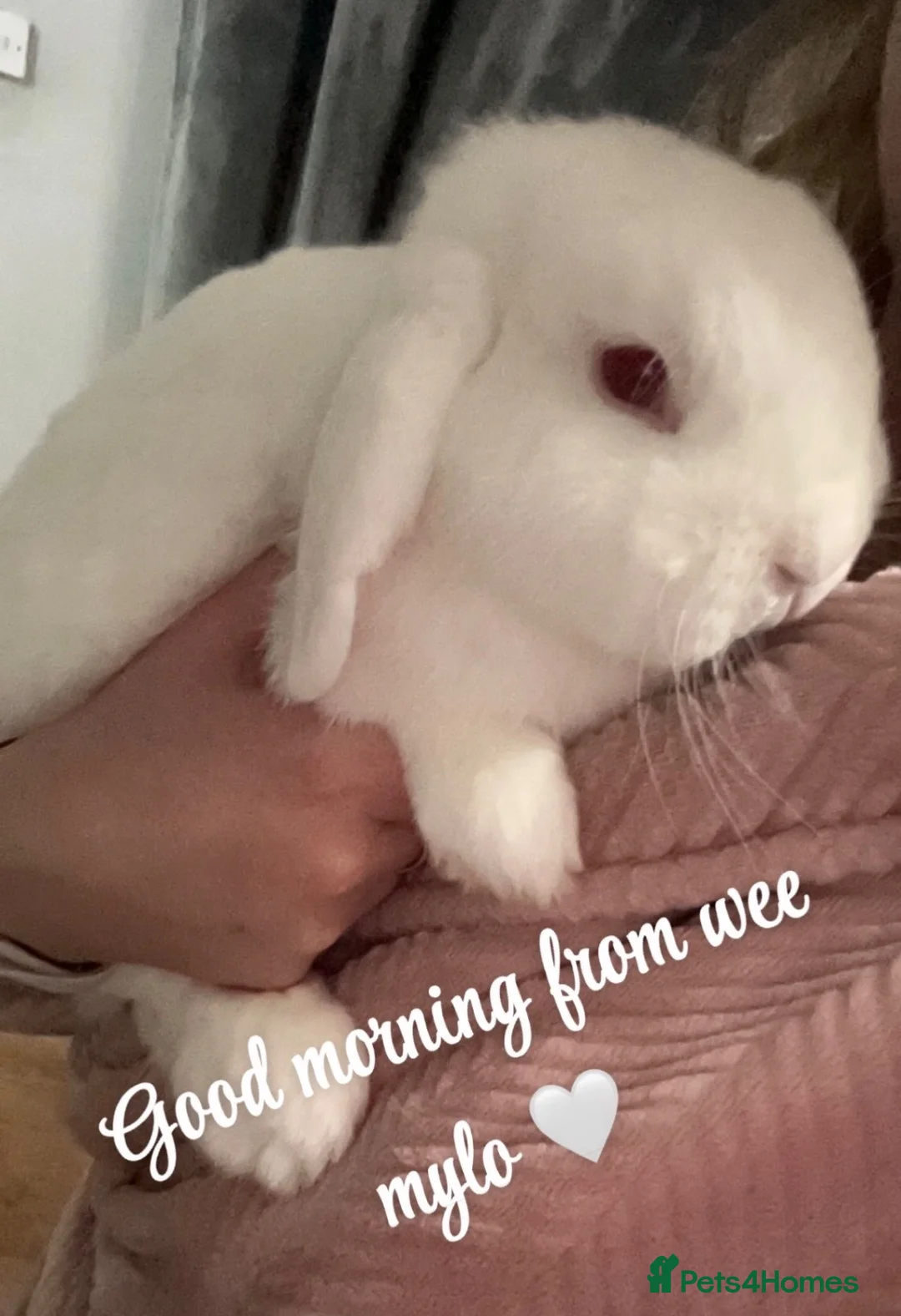 Mixed Breed rabbits for sale: ** Free to a good home ** in Edinburgh - Advert 2