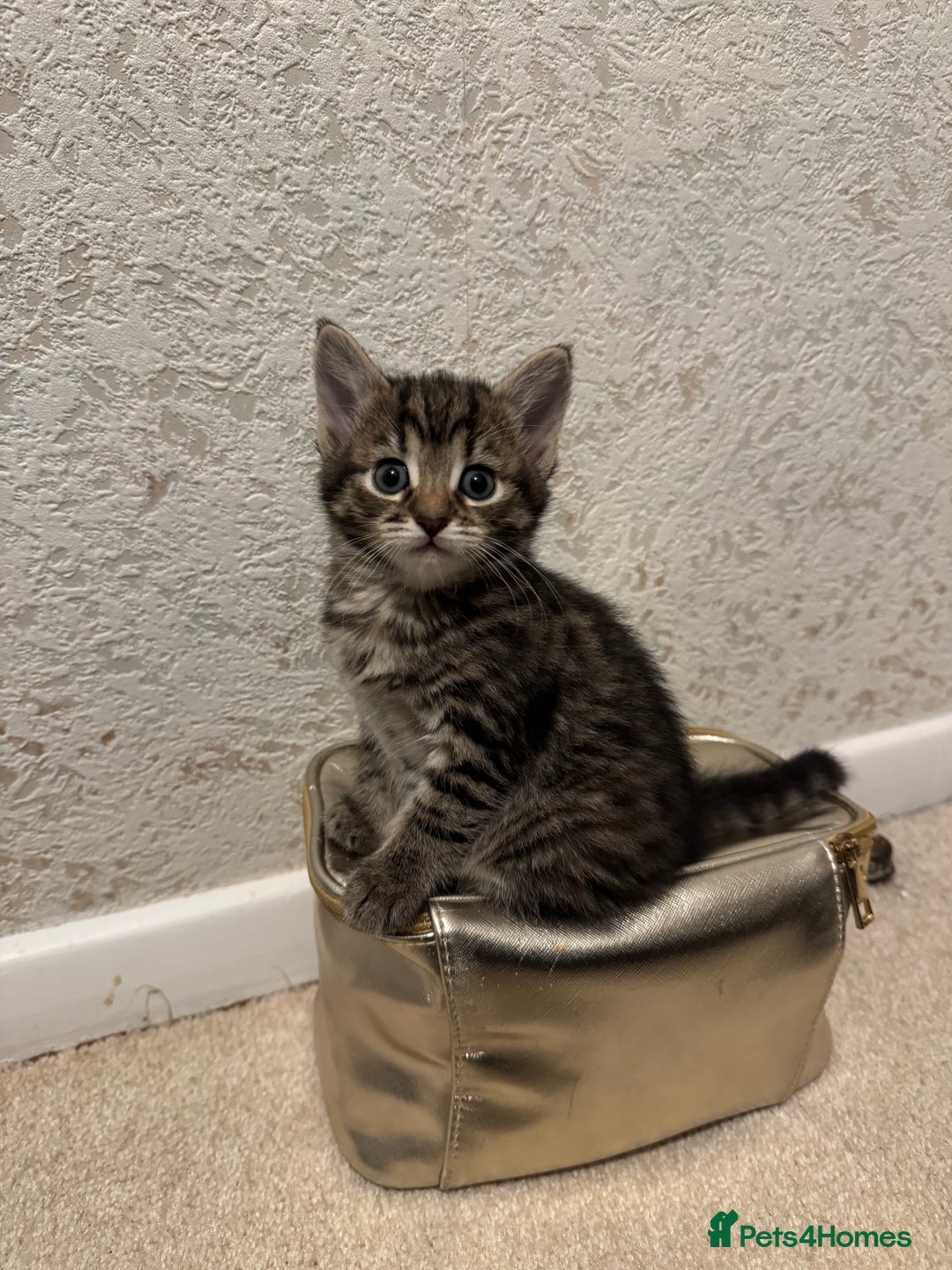 Mixed Breed cats for sale: 4 lovely kittens 🐈‍⬛ for sale - Advert 12