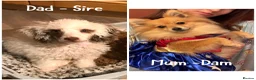 Pomapoo dogs for sale: *Waiting list Open * Summer 2026 Pomapoo  in Lichfield - Advert 6