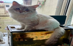 Siberian cats for sale: Affectionate Siberian Kitten - Image 2