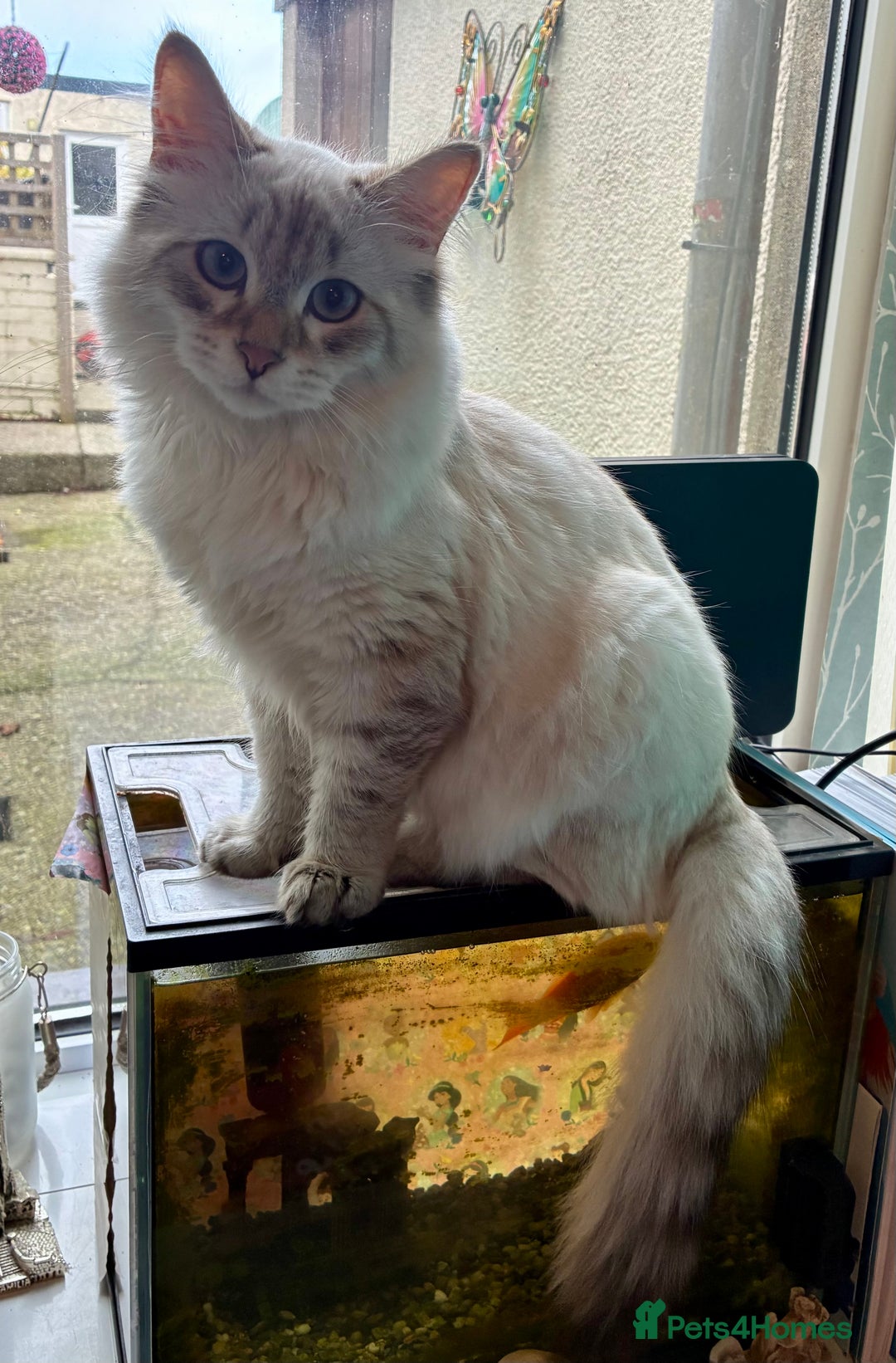 Siberian cats for sale: Affectionate Siberian Kitten - Image 2