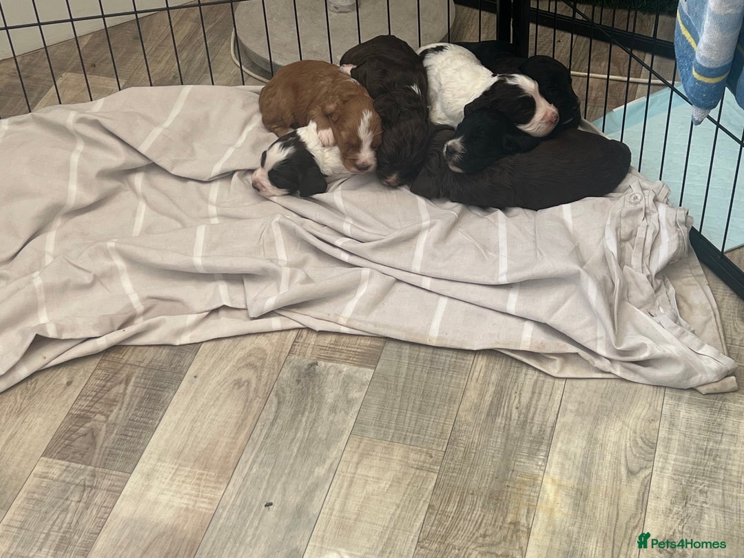 Cocker Spaniel dogs for sale: Working Cocker Spaniel Puppies  - Image 10