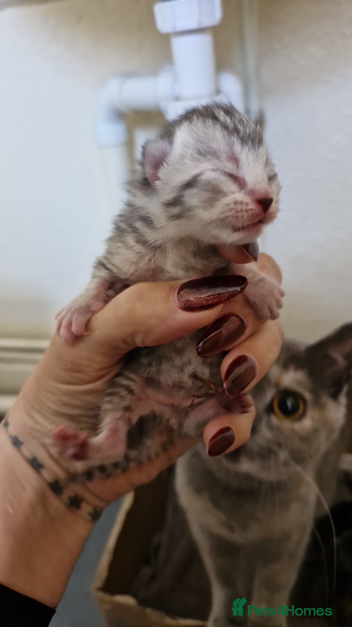British Shorthair cats for sale: Half british shorthair kittens  - Advert 12