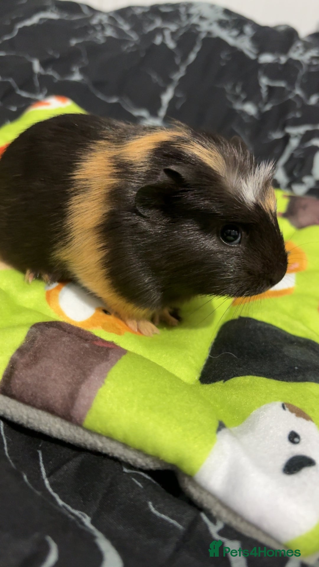 Guinea Pig rodents for sale: 2 crested guinea pigs available 1 male 1 female  - Advert 4