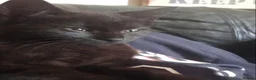 Mixed Breed cats for sale: 2 female kittens for sale - Advert 3
