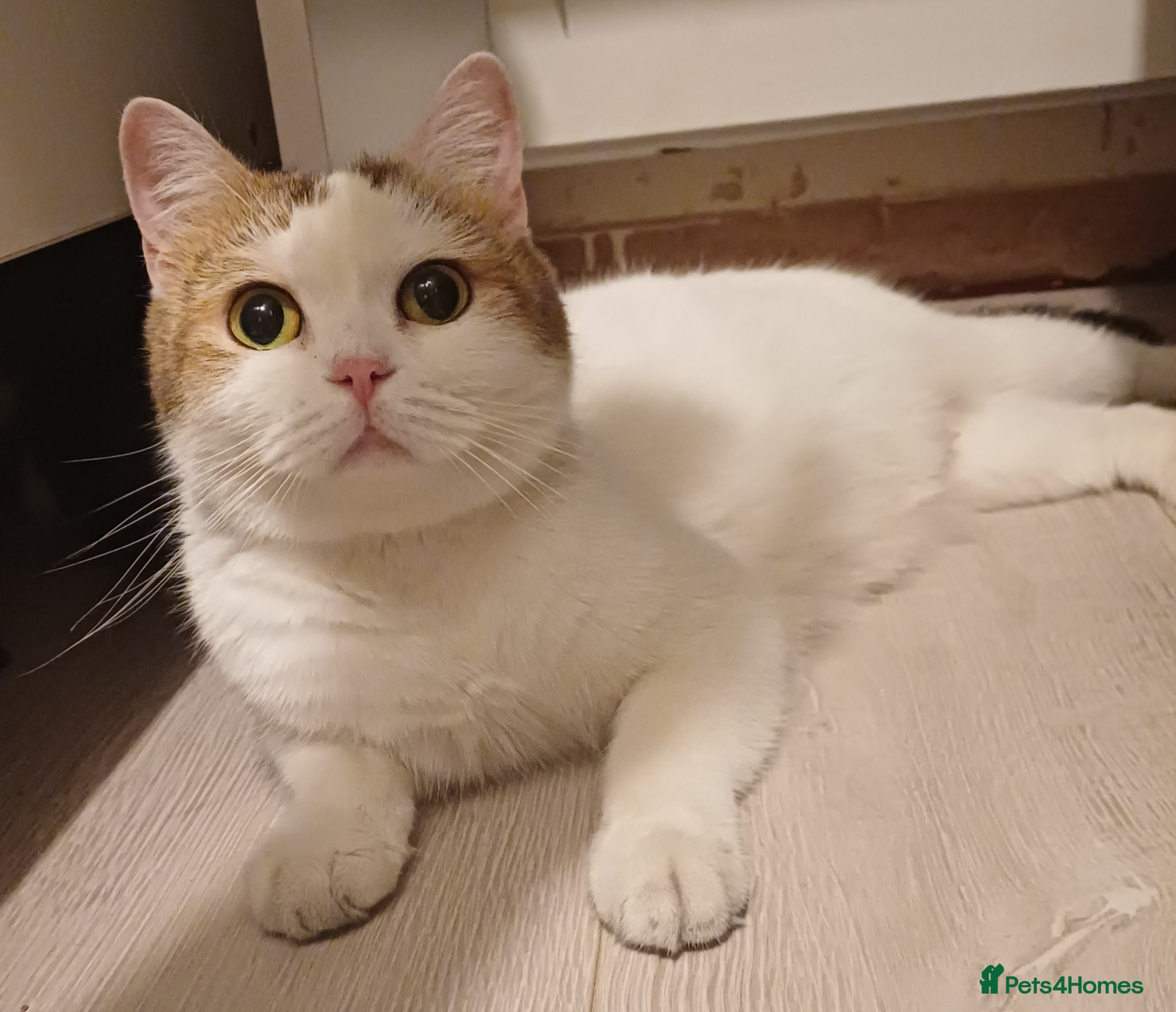 British Shorthair cats Gorgeous Brittish Shorthair 🐱 - Advert 2