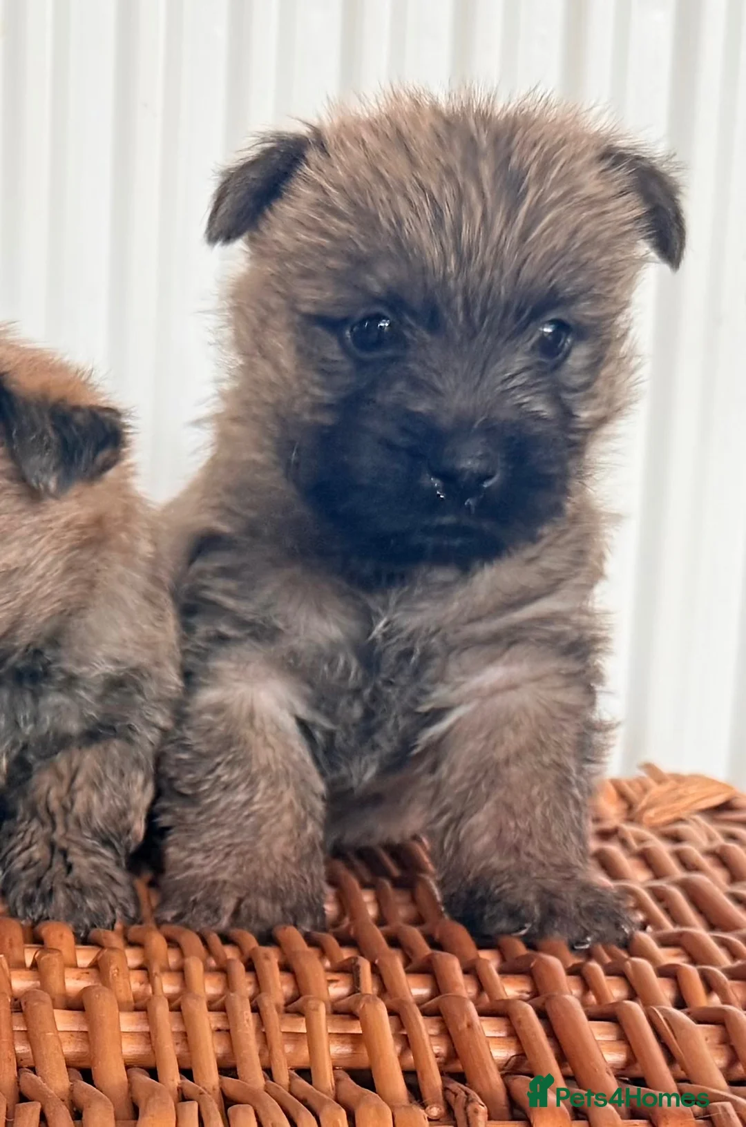 Cairn Terrier dogs for sale: Stunning KC reg cairn terrier pups  - Advert 17