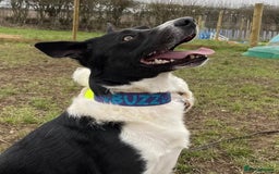 Border Collie dogs for stud: Black and white border collie for stud - Image 8