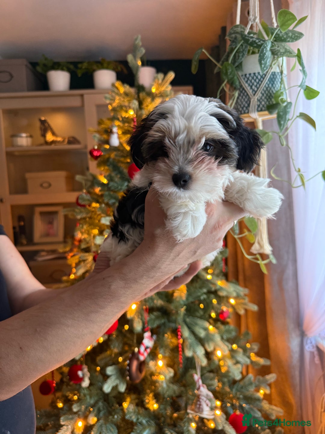 Biewer Terrier dogs for sale: 1 Beautiful Boy Available!!! - Advert 28