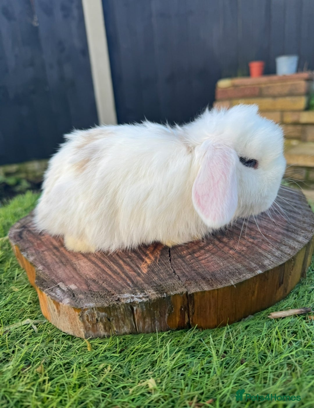 Mini Lop rabbits for sale: One lovely mini lop baby boy - Advert 2