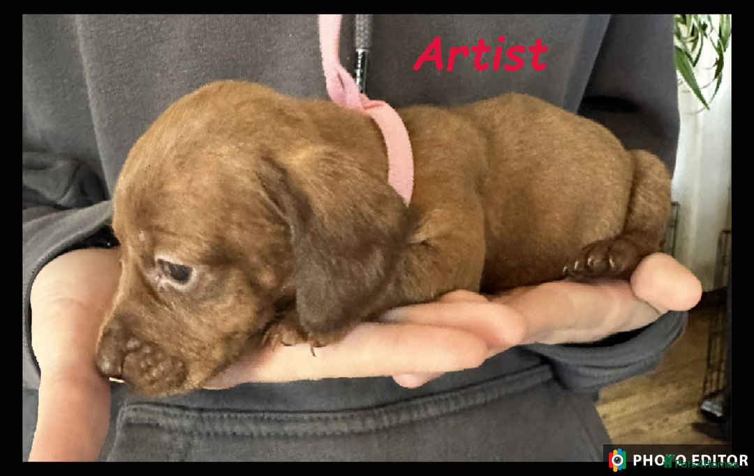 Dachshund dogs for sale: Beautiful Dachshunds ❤️❤️ - Advert 8