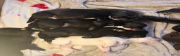 Borador dogs for sale: Stunning Lab x Collie, cream, black & chocolate! - Advert 39