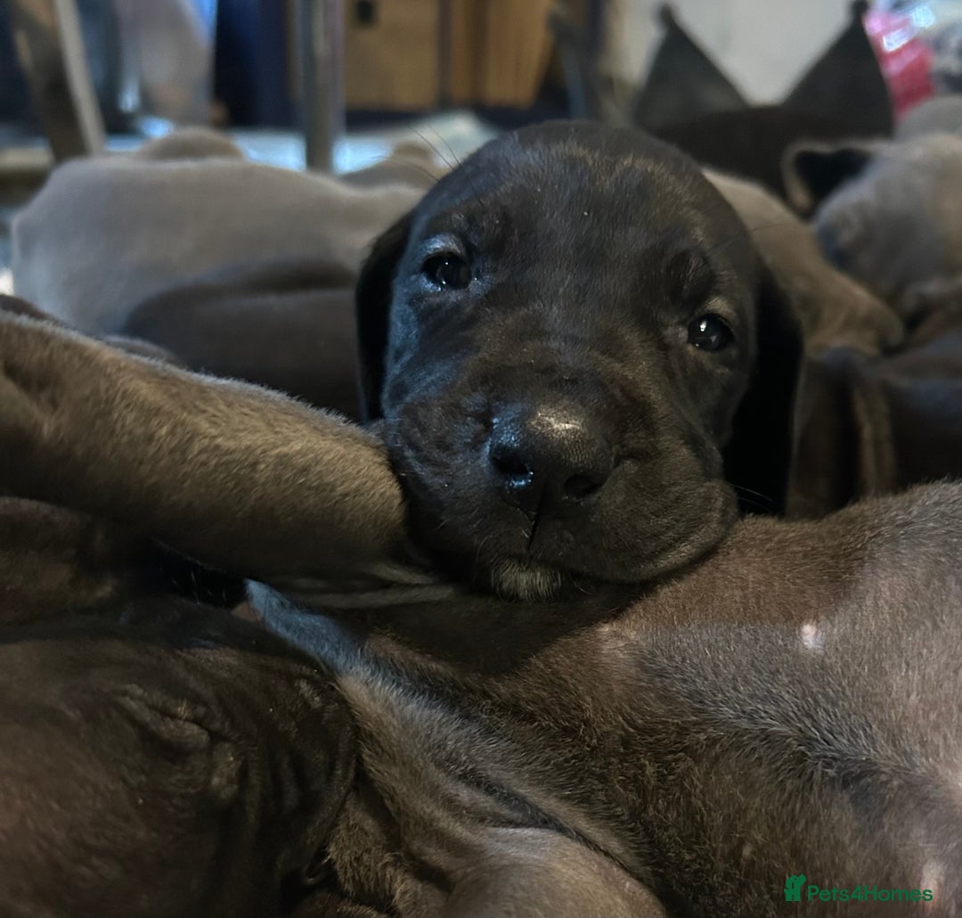 Great Dane dogs for sale: Stunning Great Dane Puppies  - Advert 21
