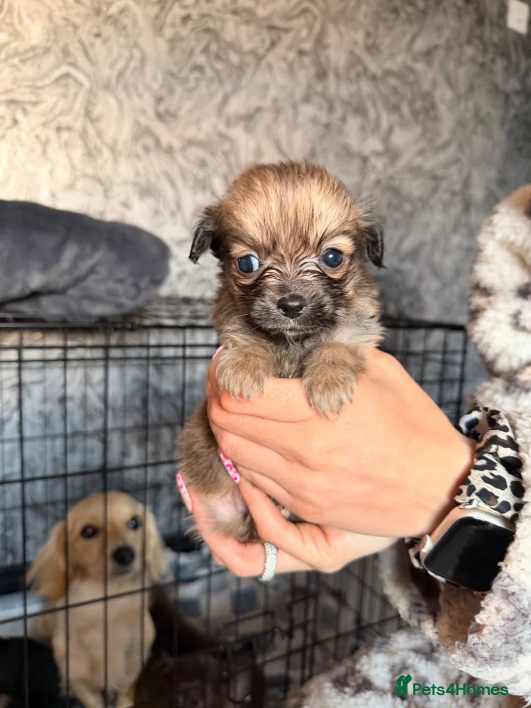 Mixed Breed dogs for sale: dameranians in Leek - Advert 2