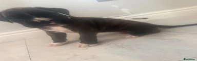 Boxer 1