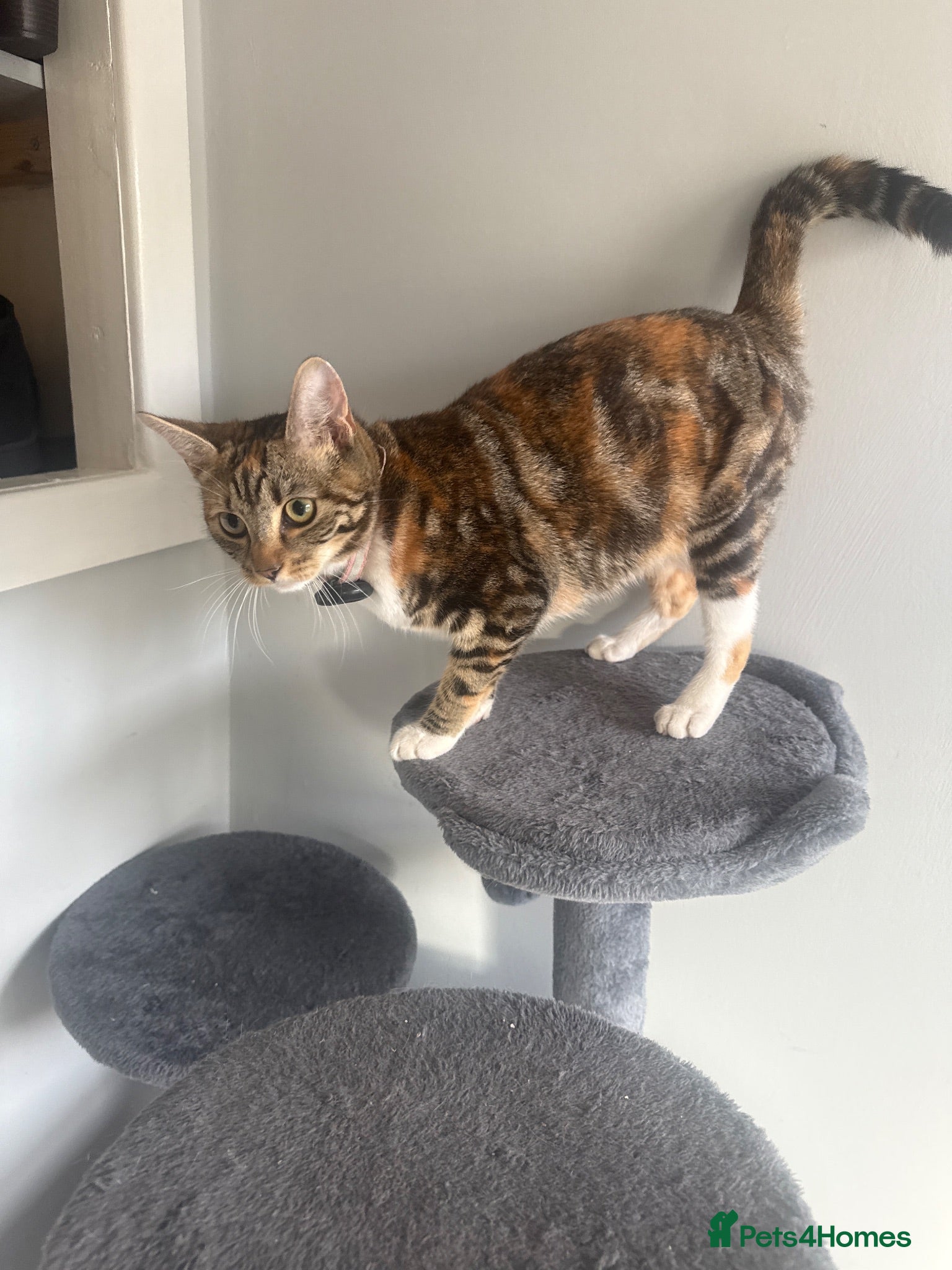 Mixed Breed cats 5 KITTENS FREE TO LOVING HOMES - Advert 1