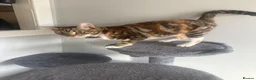 Mixed Breed cats for sale: 5 KITTENS TO LOVING HOMES - Advert 1