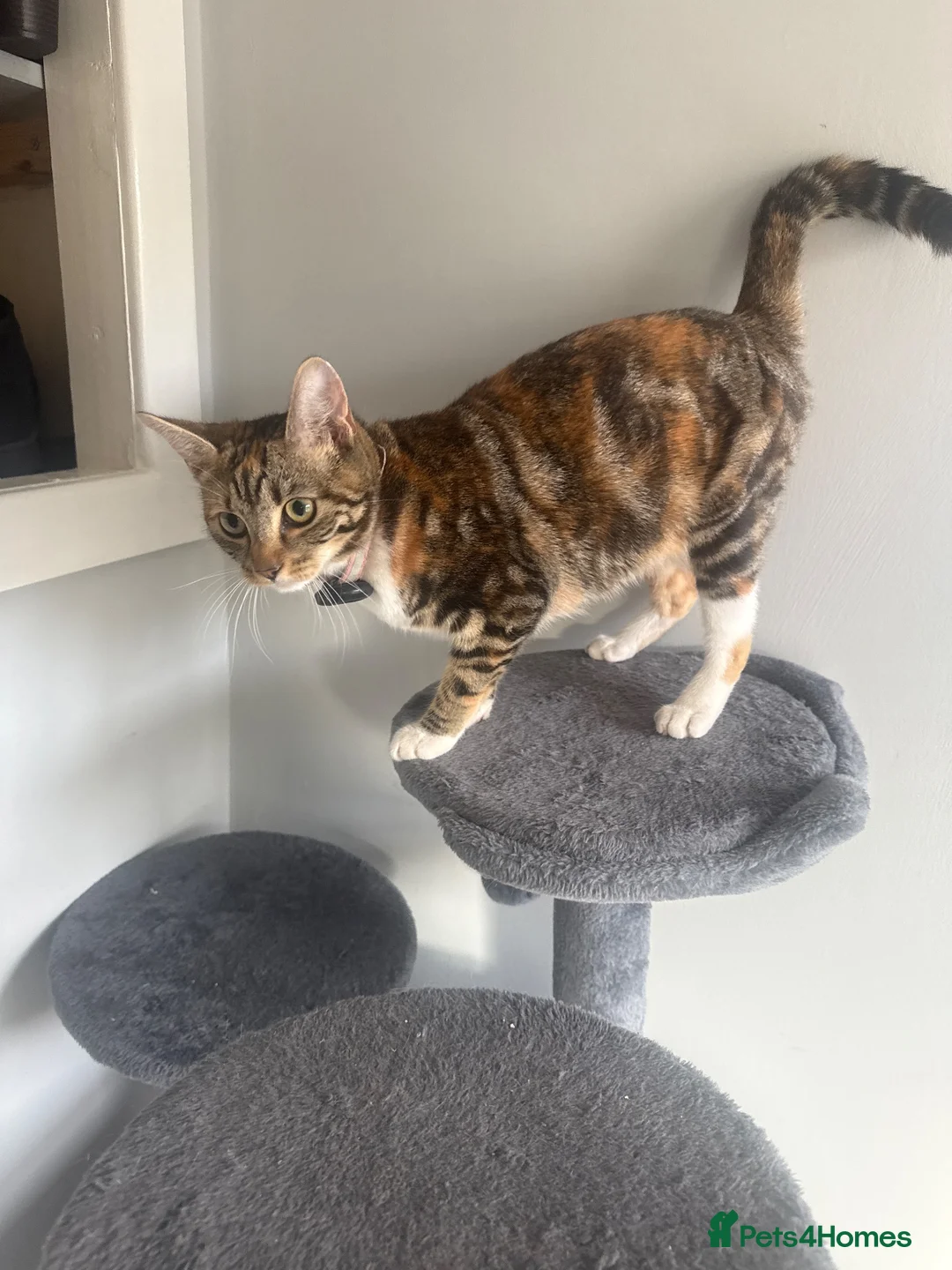 Mixed Breed cats for sale: 5 KITTENS TO LOVING HOMES - Advert 1