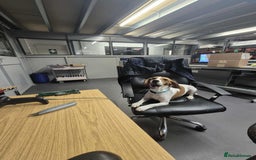 Beagle dogs for adoption: DOUG – 2 years old, Male, Beagle Boy - Advert 5