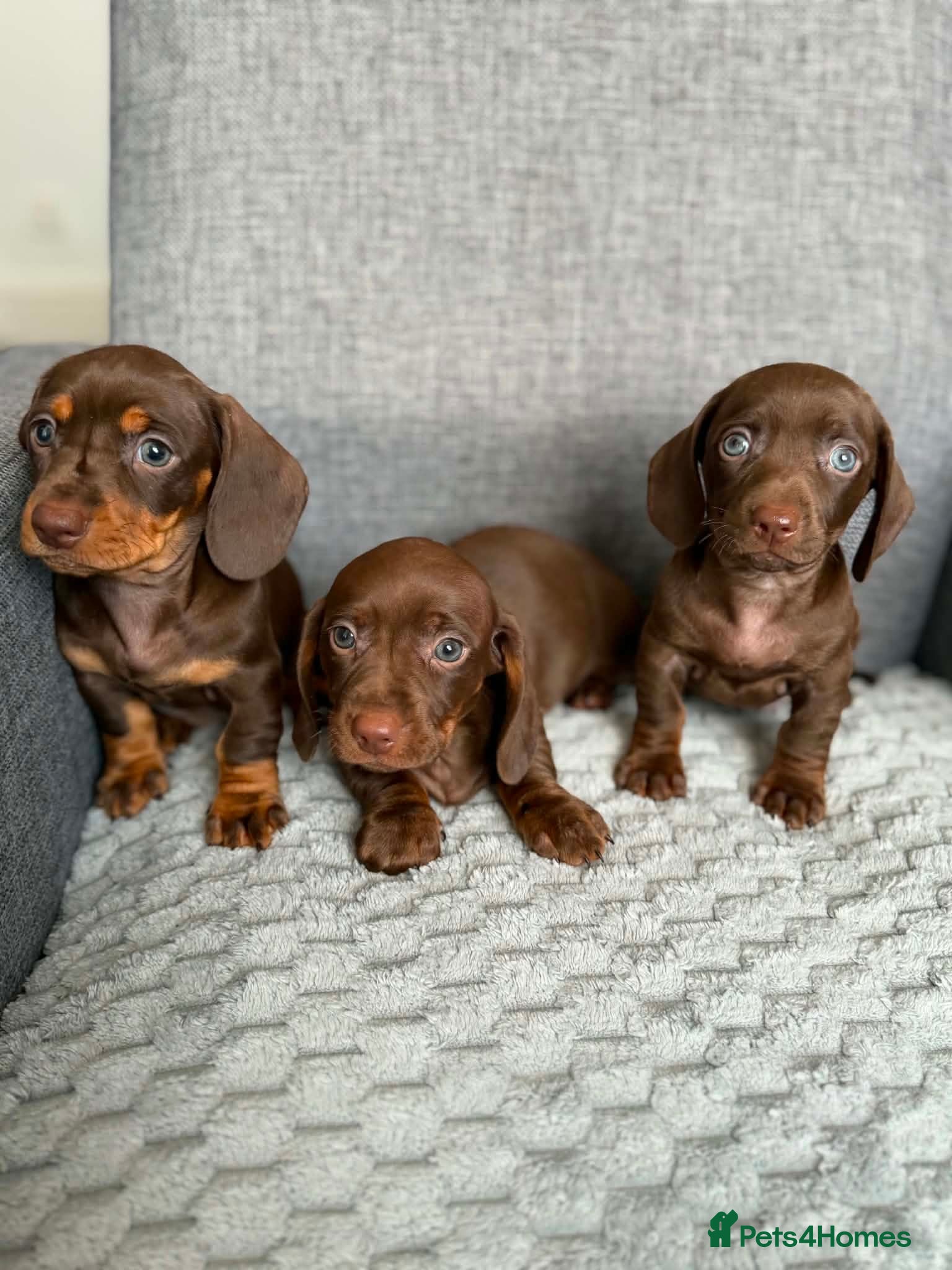 Dachshund dogs Miniature Dachshund - Advert 1