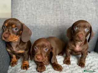 Dachshund dogs Miniature Dachshund - Advert 15
