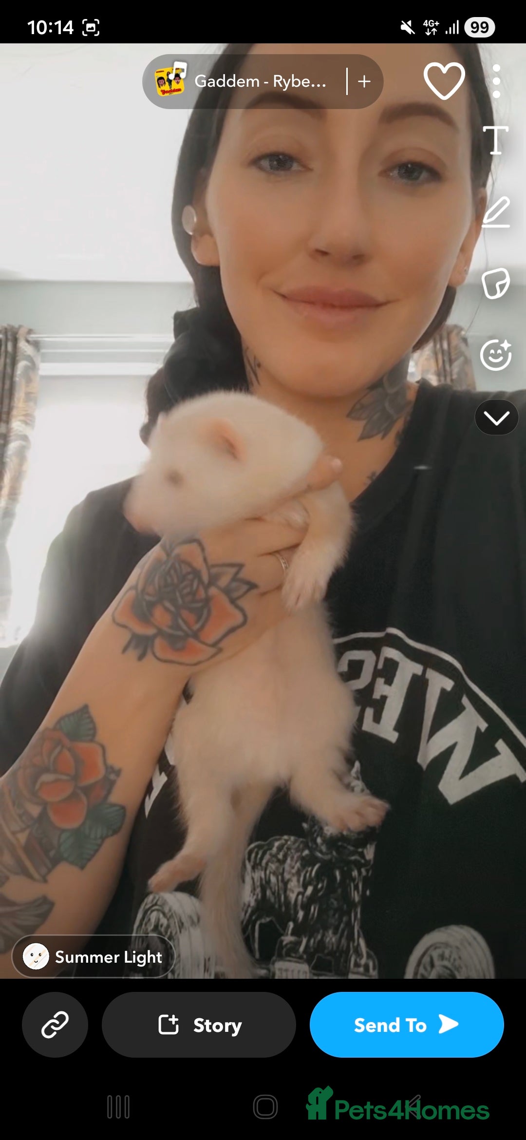 Ferret rodents for sale: 3 x male 6 month old ferrets (hob) - Image 3