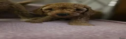 Cockapoo dogs for sale: Stunning toy F1b cockapoos  - Advert 5