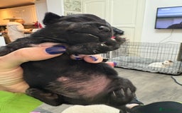 Mixed Breed dogs for sale: jackhuahua Pups - Image 17