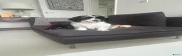 Mixed Breed dogs for sale:  Shihpoo x cavalier King Charles puppies for sale in Ramsgate - Advert 3
