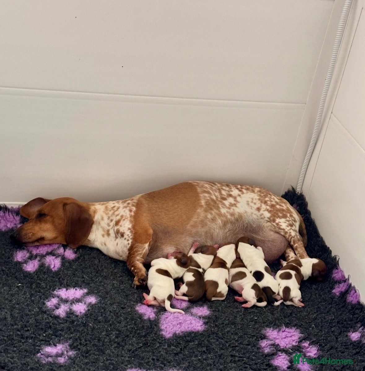 Miniature Dachshund dogs Pure Russian Piebald Miniature Smooth Dachshunds  - Advert 1