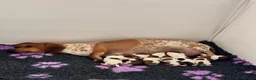 Miniature Dachshund dogs for sale: Pure Russian Piebald Miniature Smooth Dachshunds  - Advert 1