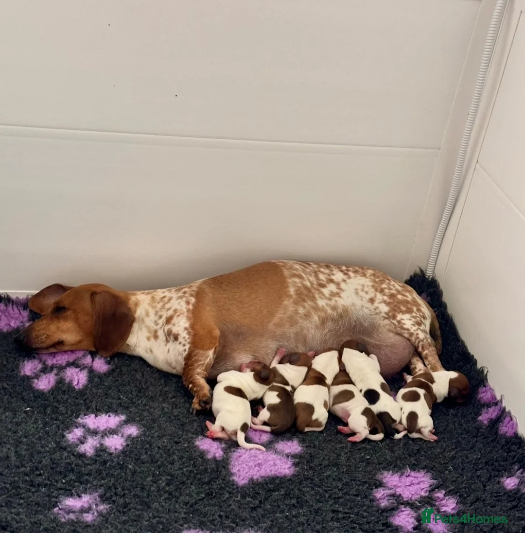 Miniature Dachshund dogs for sale: Pure Russian Piebald Miniature Smooth Dachshunds  - Advert 1